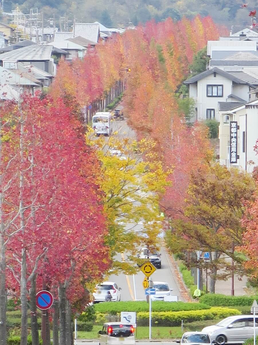 住宅街に紅葉の赤い帯 とっておきの京都プロジェクト