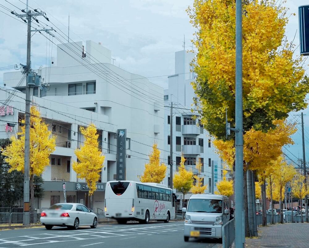 銀杏並木 とっておきの京都プロジェクト
