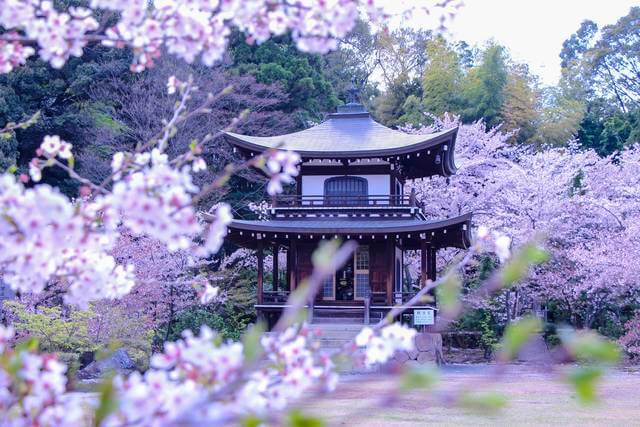 広大な自然美をさまざまな桜の香とともに とっておきの京都プロジェクト