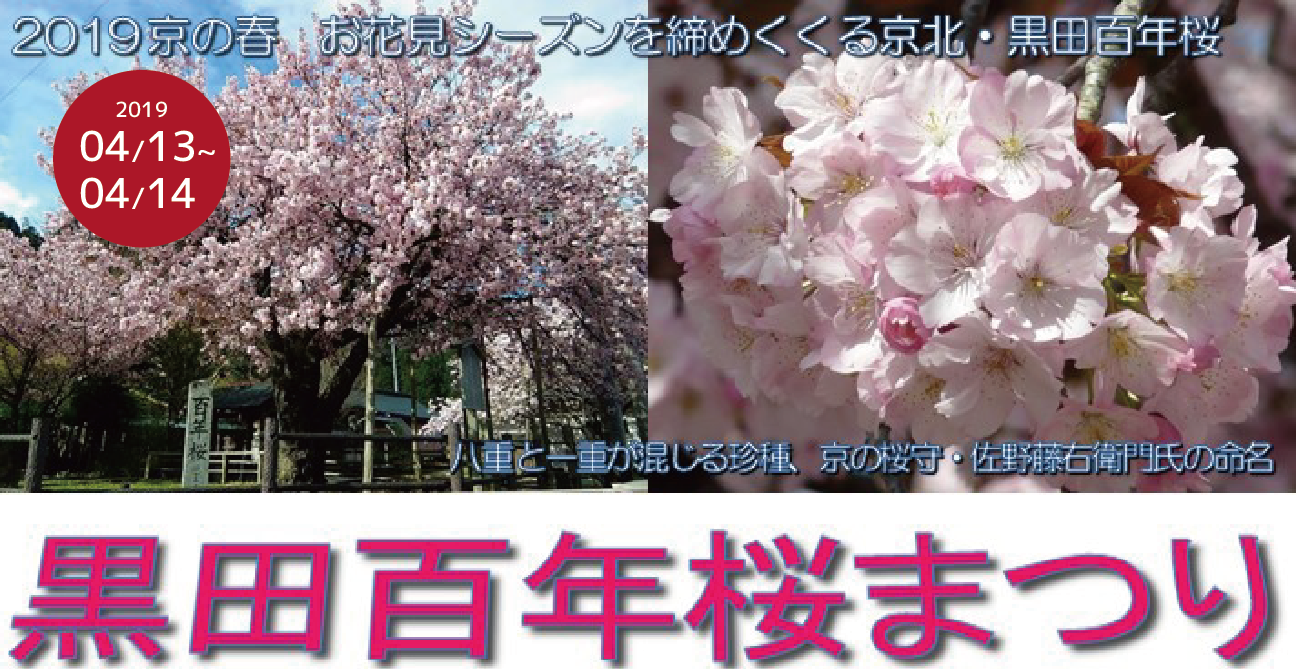 黒田 百年桜まつり とっておきの京都プロジェクト