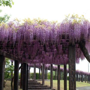 toba-fuji01 toba-fuji01