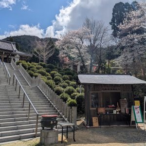 ryugenji-sakura01 ryugenji-sakura01