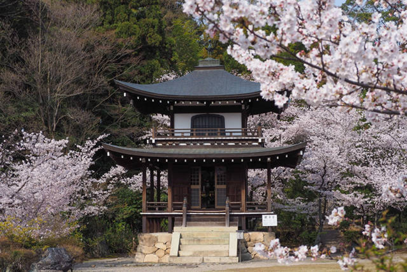 明智光秀終焉の地 山科で桜を愛でる とっておきの京都プロジェクト