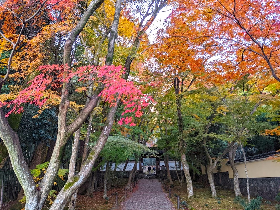 地蔵院の紅葉♪通称「竹の寺」竹の緑と紅葉のコントラスト(西京)