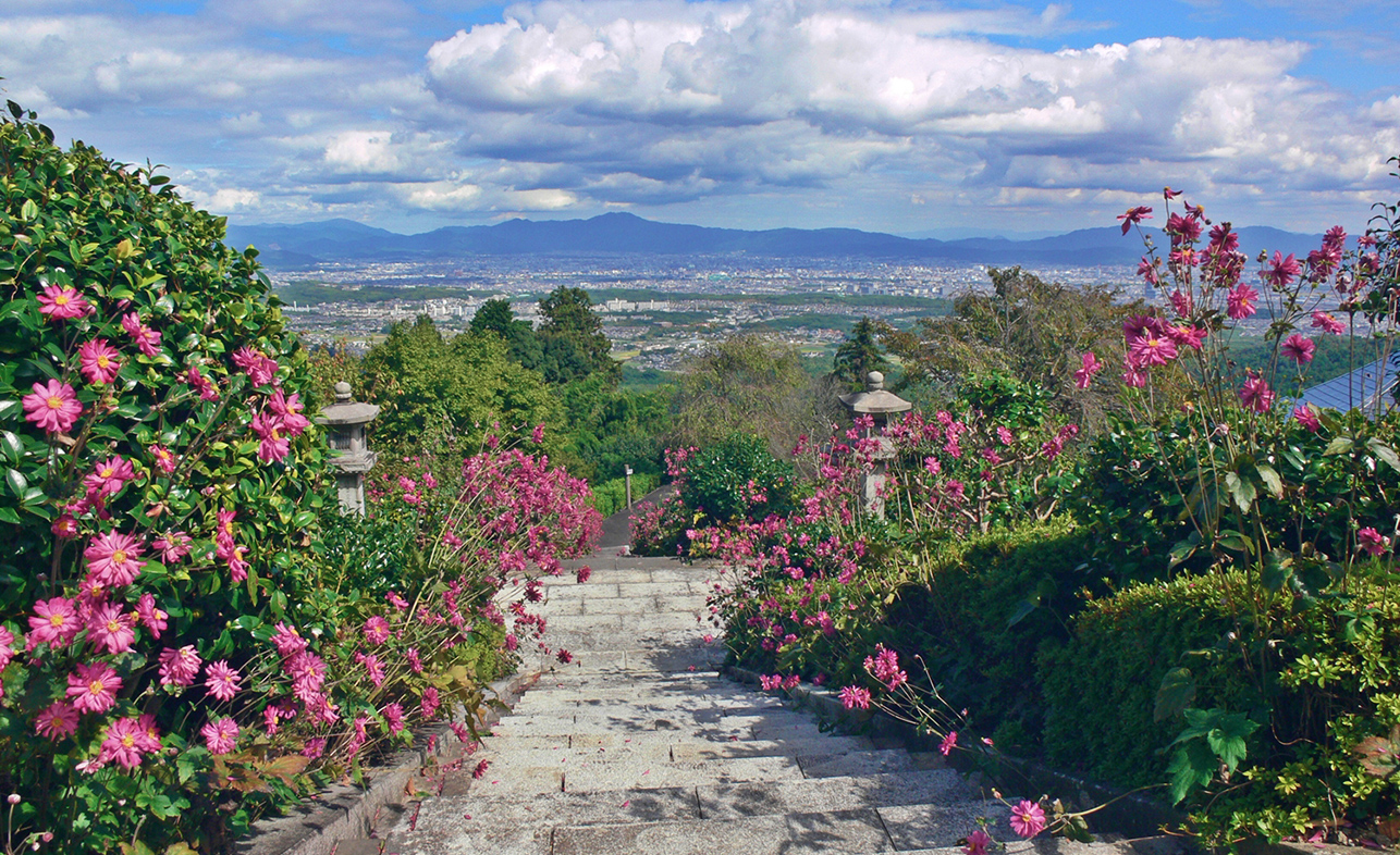 京都西山・善峯寺「秋明菊」が見頃を迎えます2025年秋(西京)