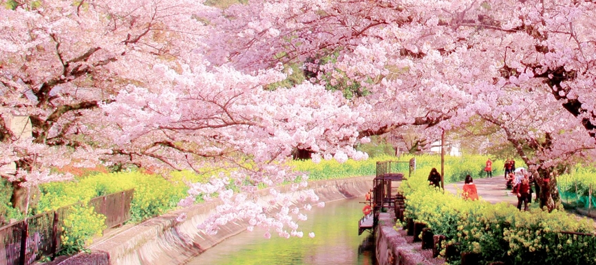疏水沿いの桜トンネルを歩いて 寺めぐり