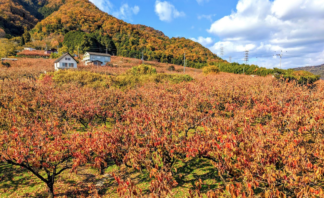 とっておきの紅葉“穴場”スポット～新感覚～“紅葉映え”スポット 京都