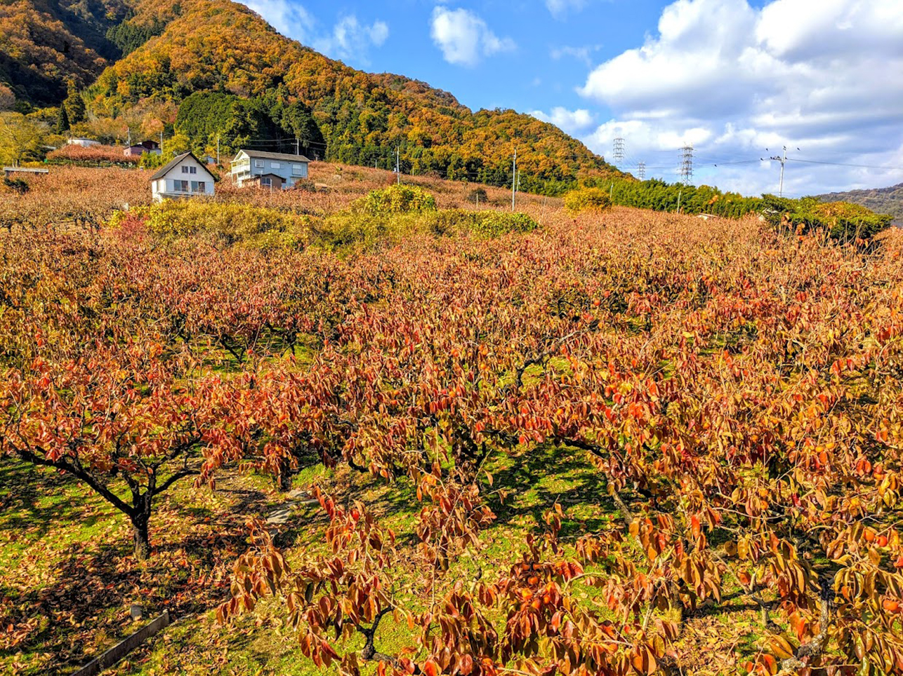 西表島古見岳産 カンアオイ 赤花！！ - 鉢植え