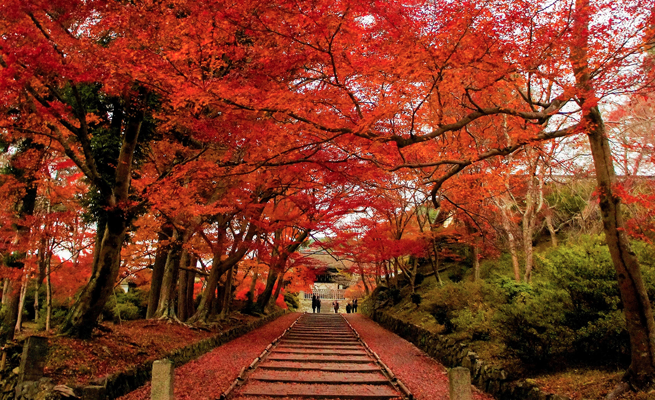 京都の紅葉“穴場”スポット山科編・京都駅からJRでひと駅5分
