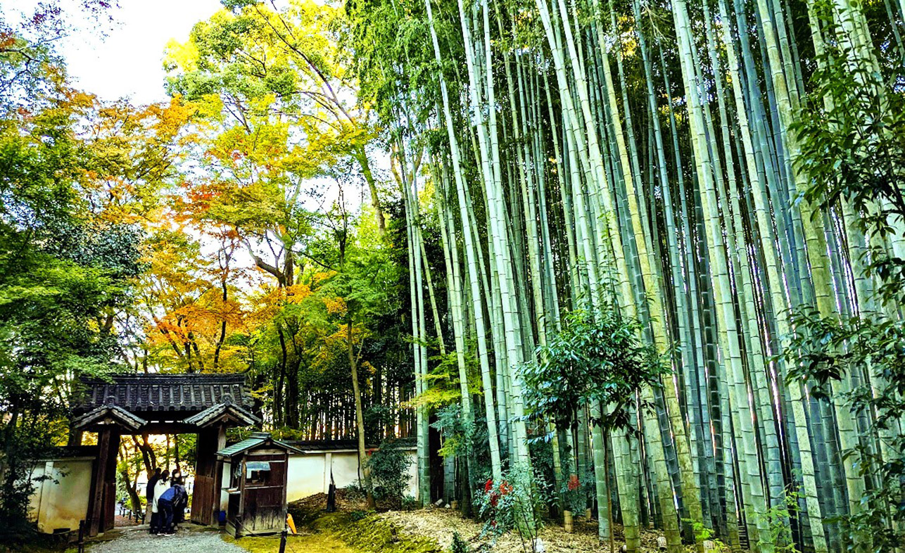 西京・上桂＞竹寺「地蔵院」と幻の亀甲竹「浄住寺」～嵐山から