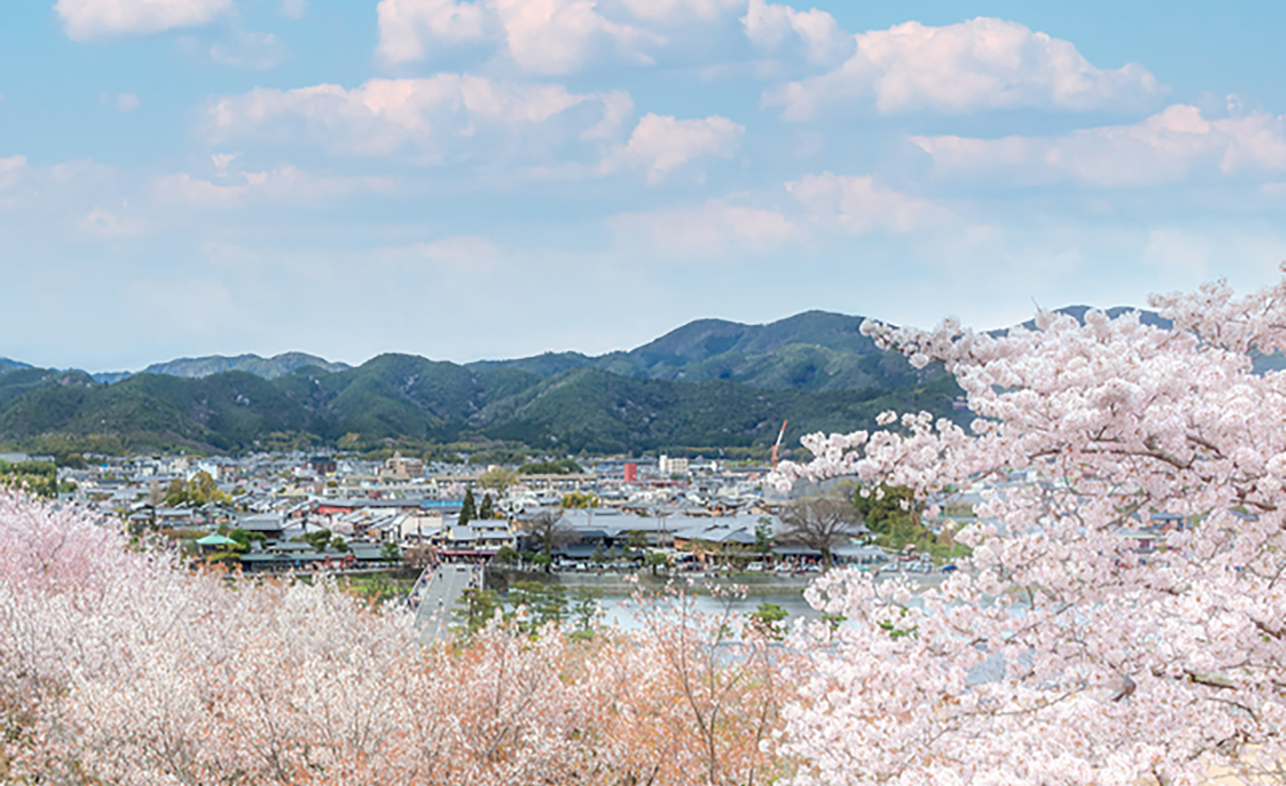 嵐山のスグ近く♪渡月橋が一望の絶景の桜は混雑知らず（西京）