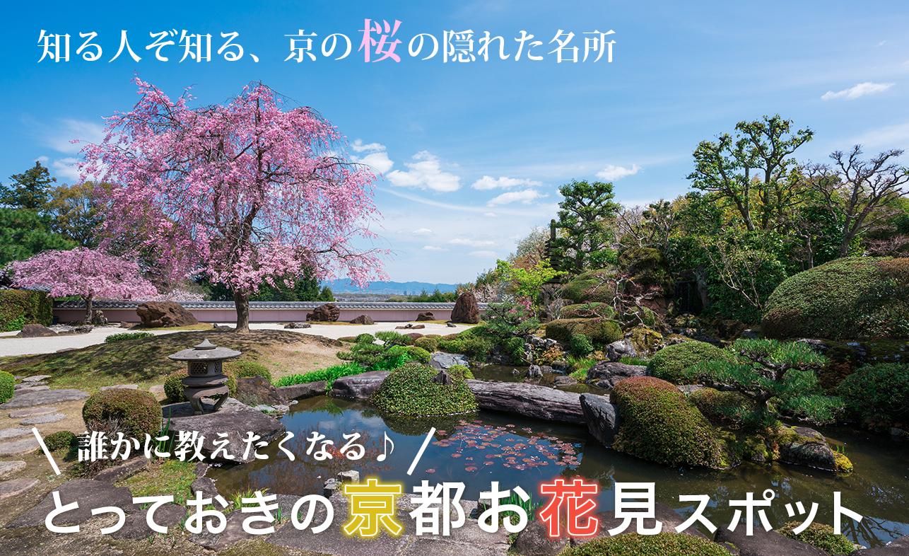 京都駅や嵐山からスグ近く「桜の隠れた名所」でゆったりお花見（西京・山科・伏見）