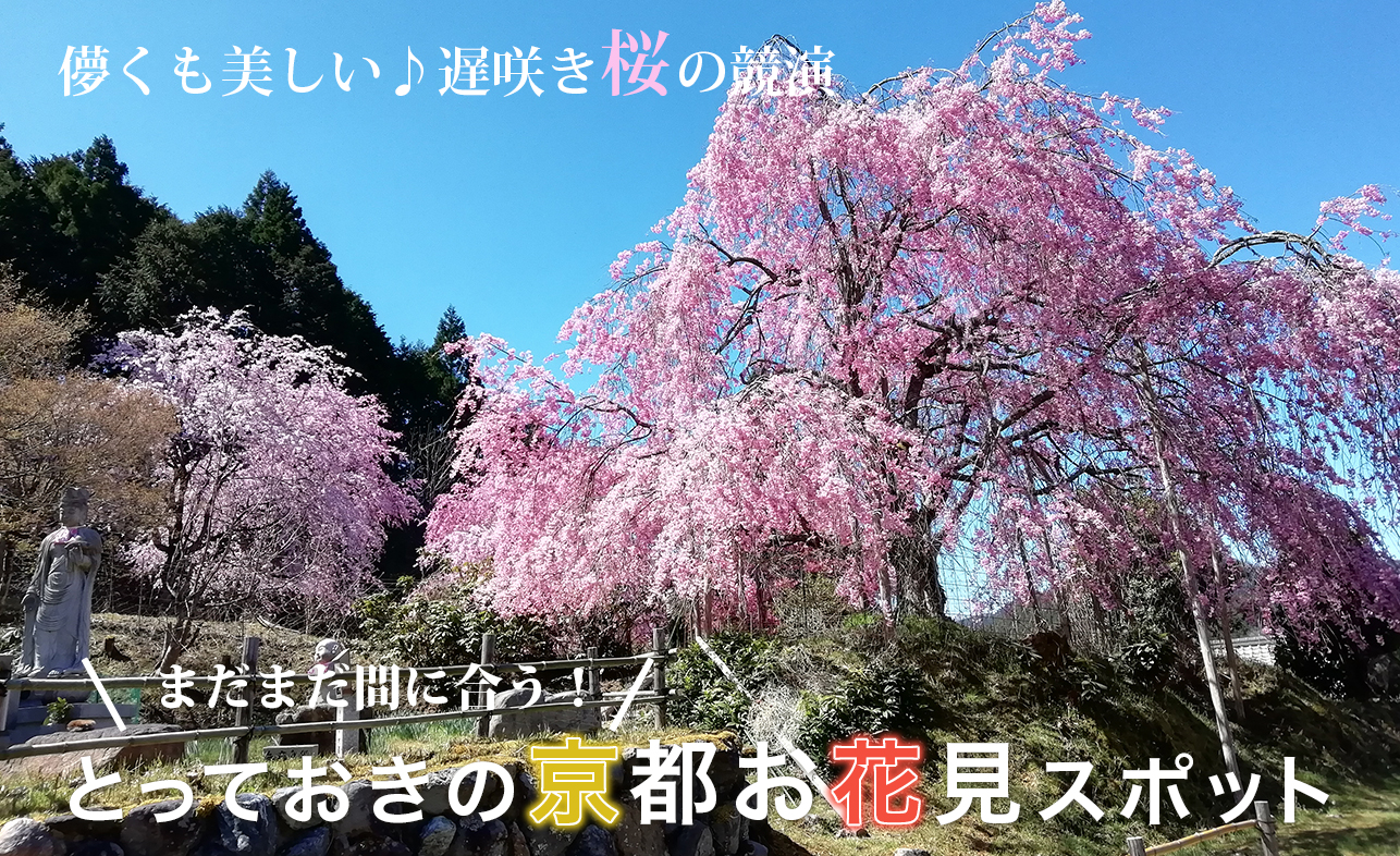 まだまだ間に合う！京都「遅咲き桜」のお花見スポット（大原・高雄・京北）