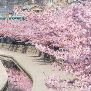 202302-fushimi-kawazusakura01