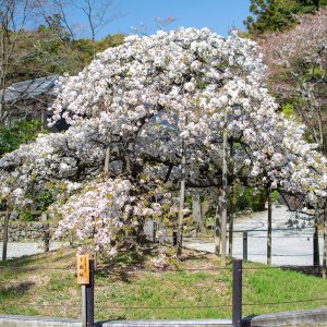 2023-sakura-spot-nishikyo-rakusei04