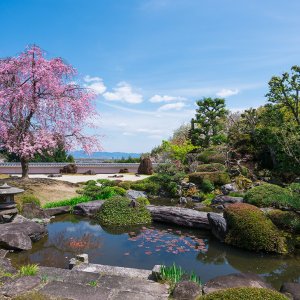 2023-sakura-spot-nishikyo-rakusei13