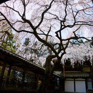 2023-sakura-spot-nishikyo-rakusei18