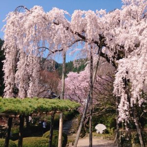 2023-sakura-spot-nishikyo-rakusei27