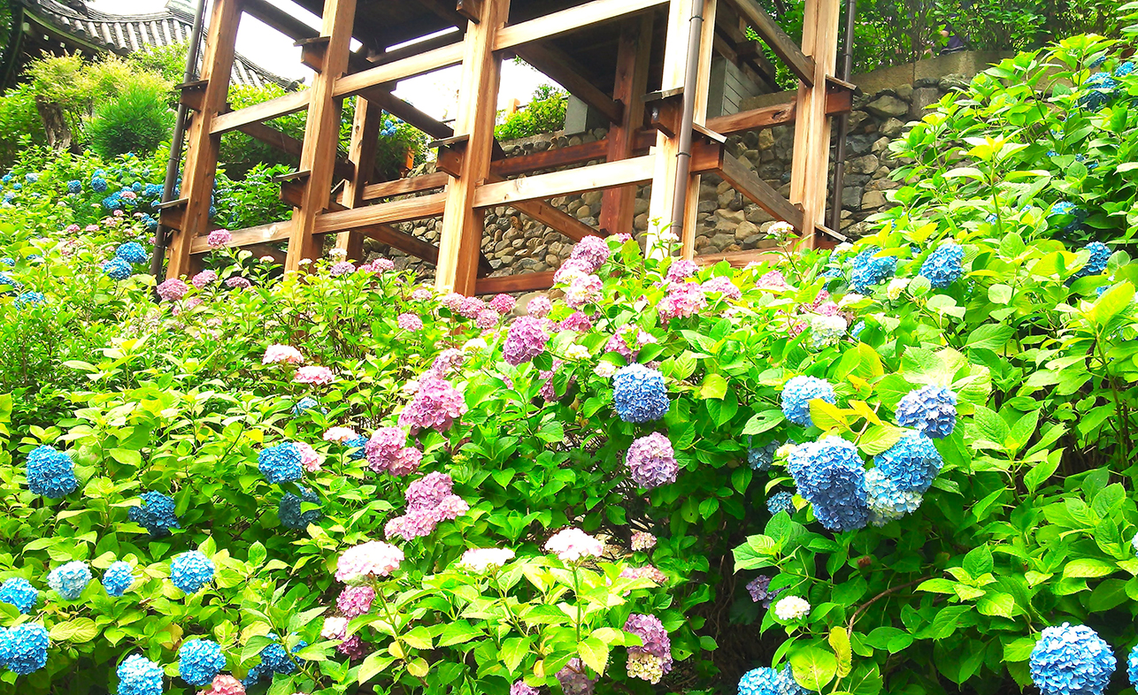 京都西山 善峯寺のアジサイ「白山桜あじさい苑」は天空の紫陽花の花園