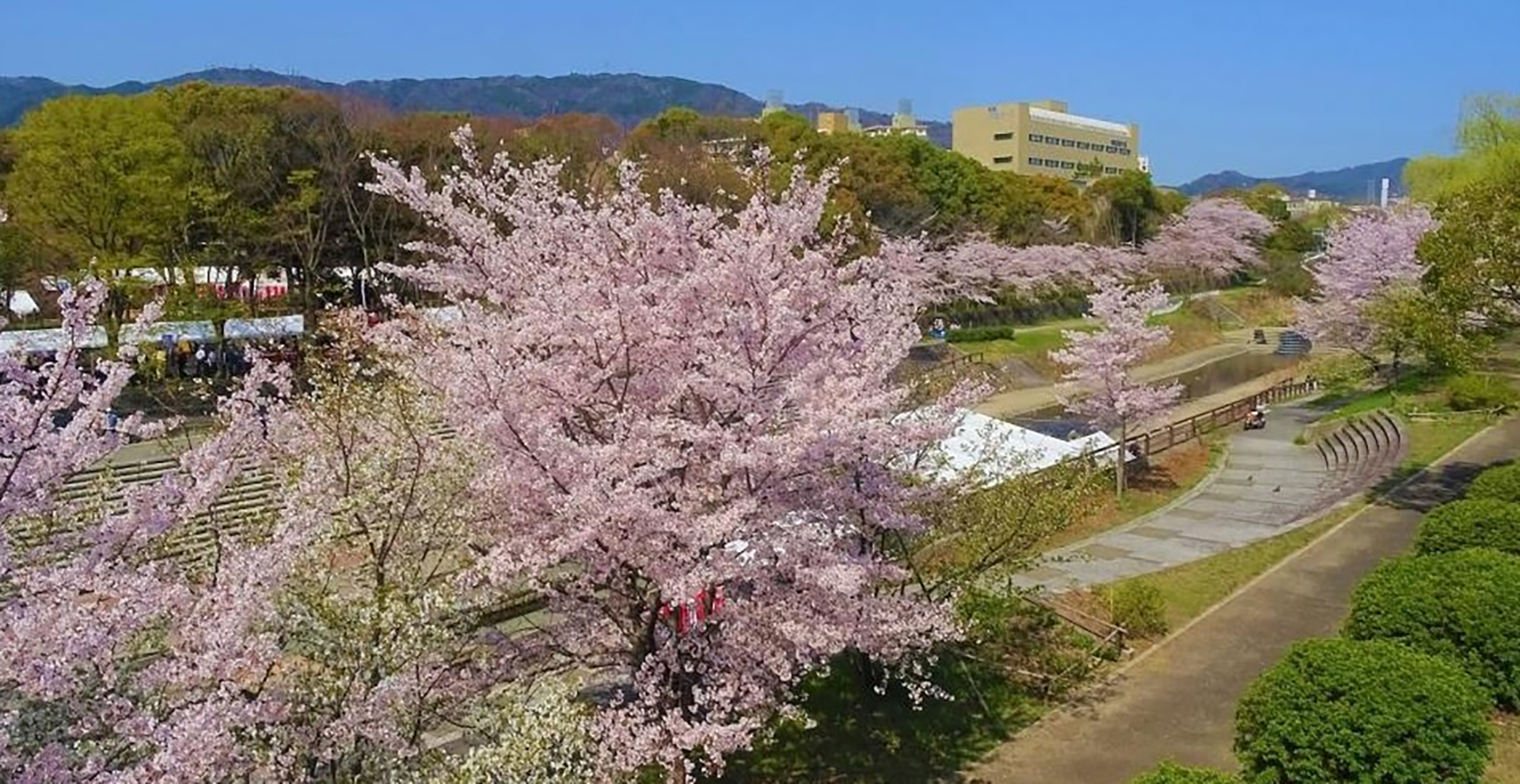 第31回らくさいさくら祭(3月28＆29日)洛西ニュータウン＠ラクセーヌ(京都西京)