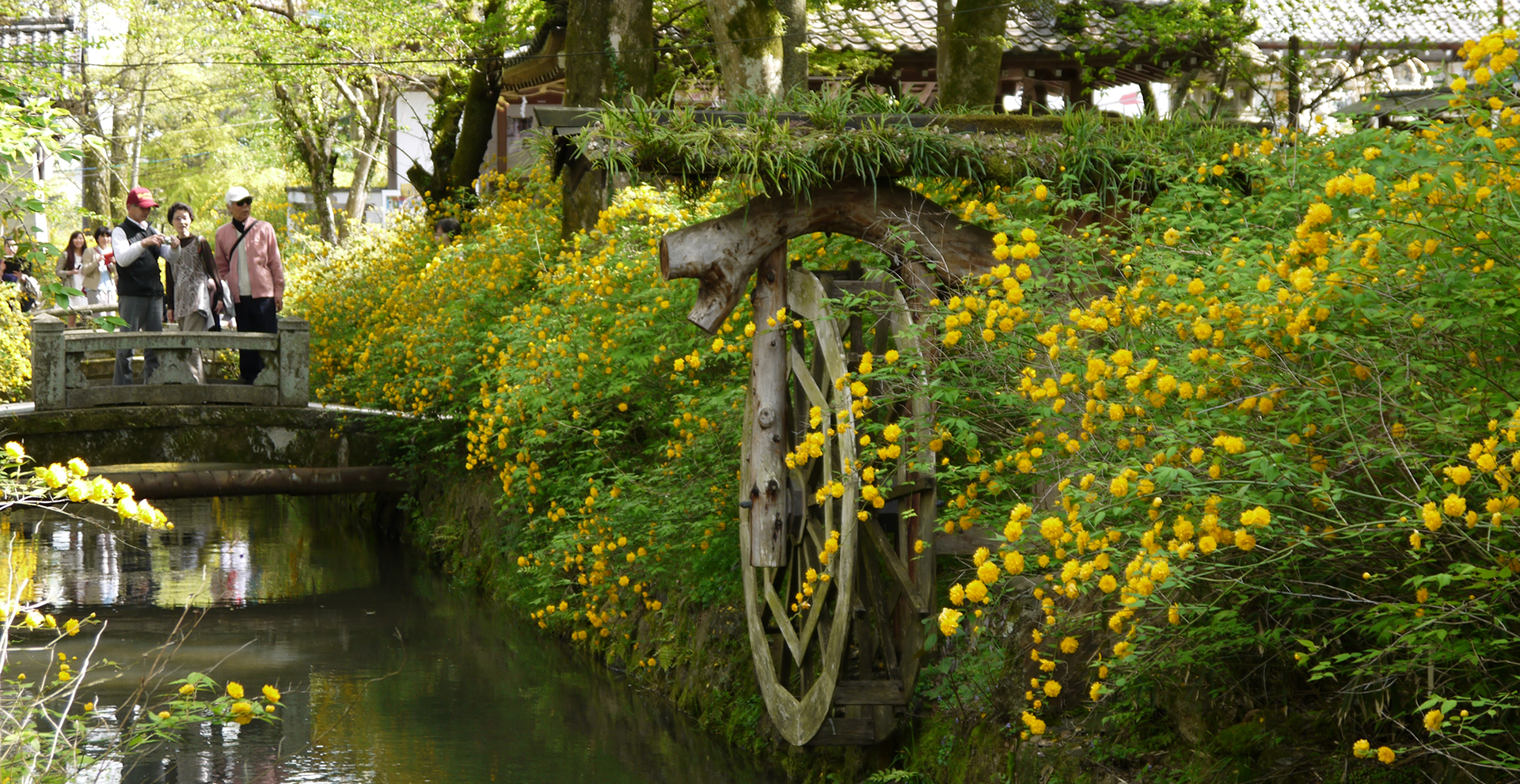 松尾大社  山吹まつり♪3000株のヤマブキ(2026年4月10日～5月5日)京都西京