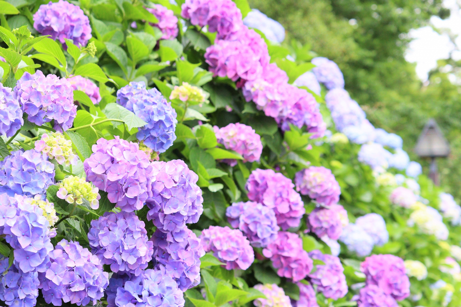 さすてな京都アジサイフェア2025♪京都市内最大級１万株の紫陽花(京都伏見)
