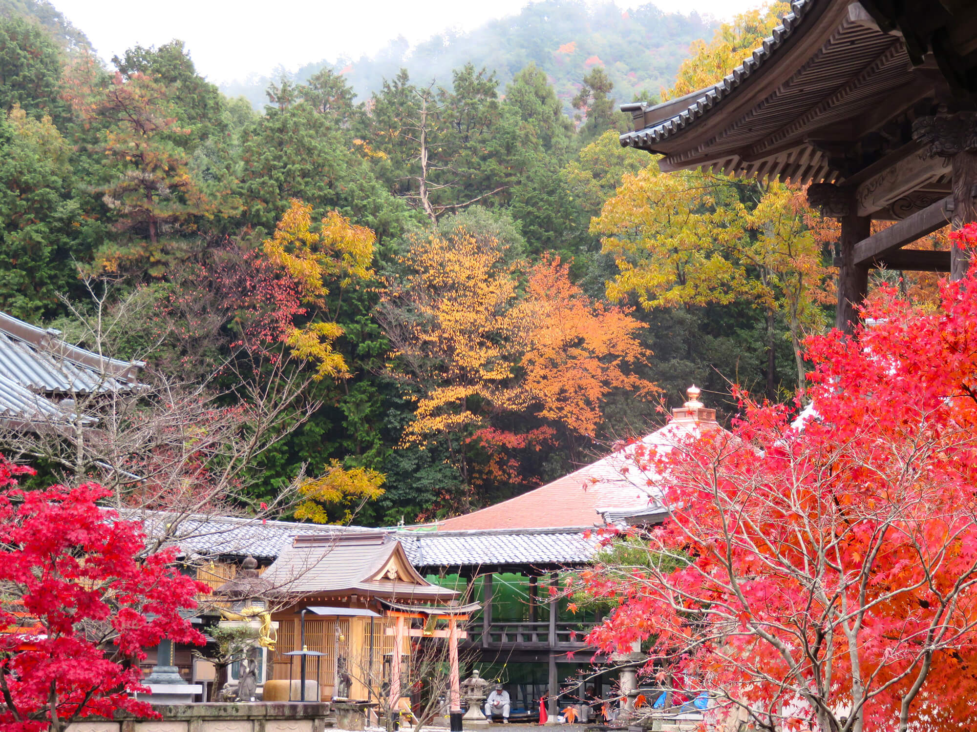 本圀寺の紅葉♪日蓮宗の大本山は隠れた紅葉スポット(京都山科