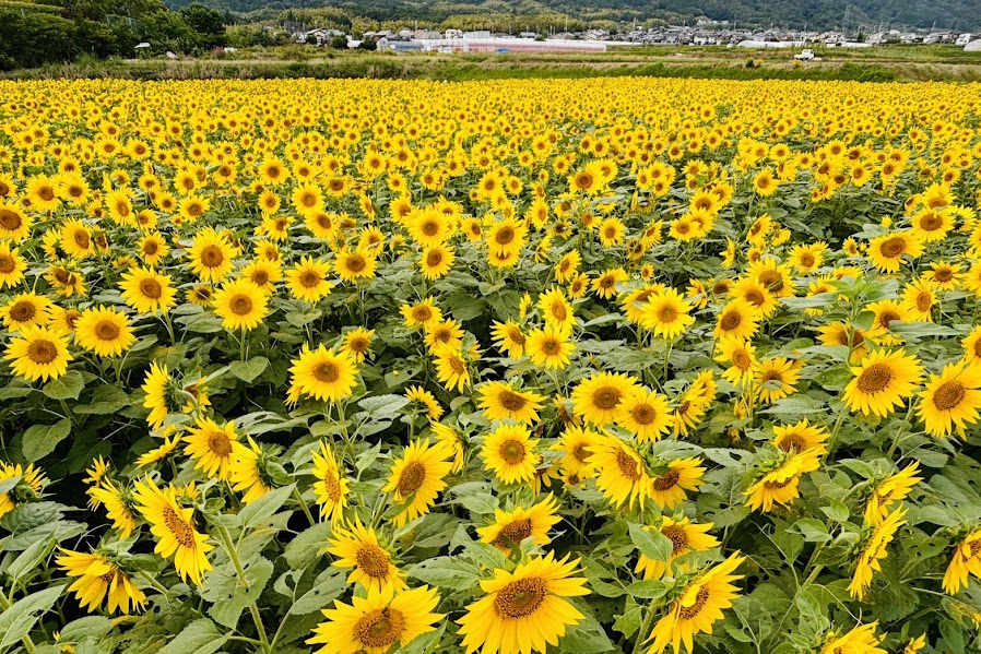 え！？ 今頃ひまわり大原野2024♪満開で今が見頃(京都西山／西京)