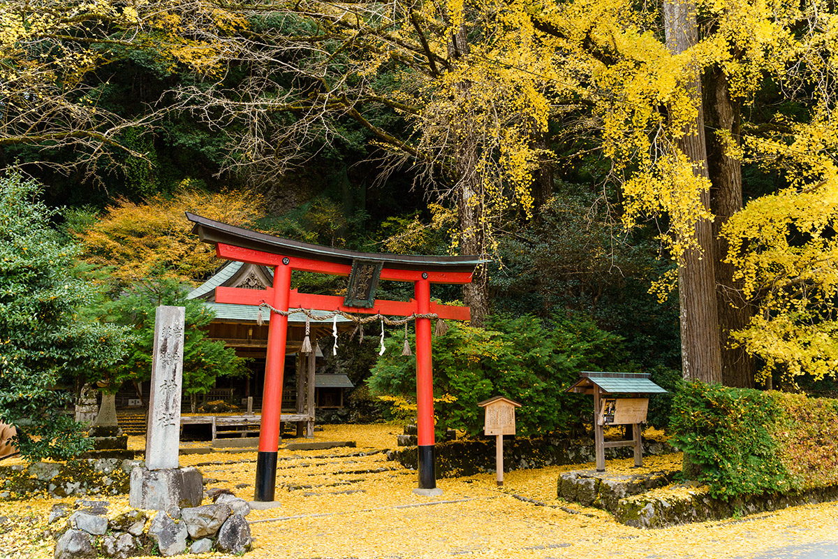岩戸落葉神社イチョウの黄葉♪黄金色の絨毯「敷イチョウ」の絶景