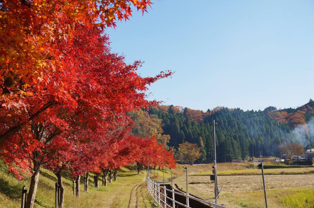 上桂川・栃本の紅葉並木♪地元民しか知らない穴場スポット(京都京北)