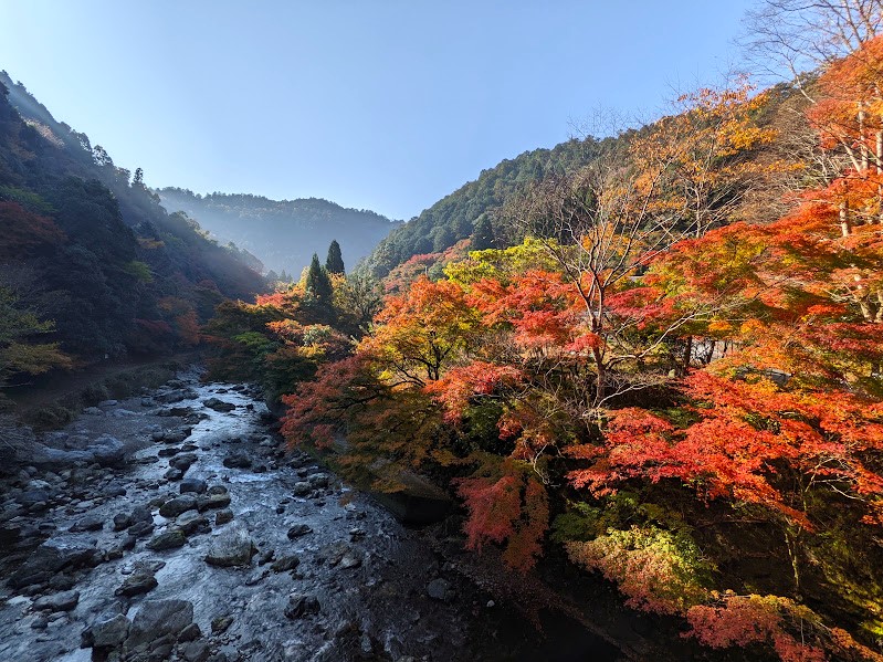 錦雲渓の紅葉♪清滝川沿い約3kmもの絶景紅葉ハイキング(京都高雄)