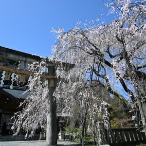 oishijinja-sakura1