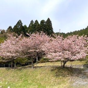 eirinji4