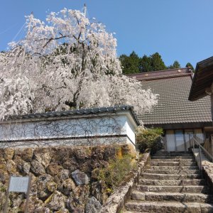 fukutokuji-sakura11