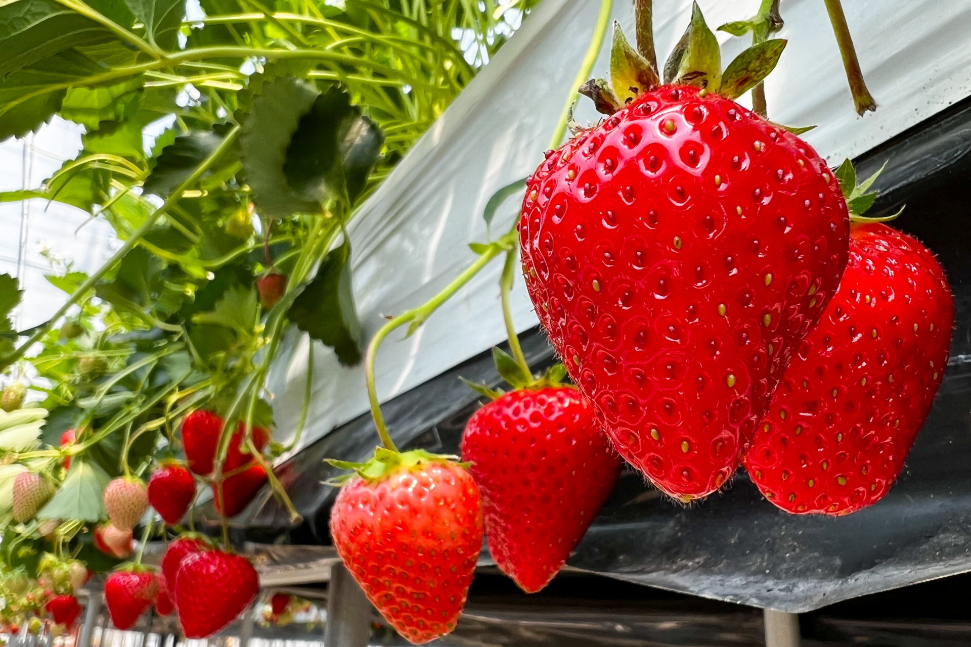 京都市内でいちご狩り♪京都駅や嵐山から電車＋バス利用で意外と近い(西京)