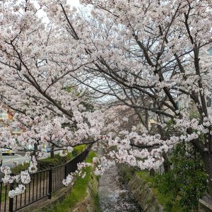 nanasegawa-sakura1