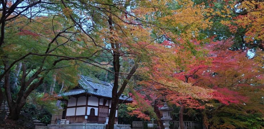 健康・美・御利益ツアー♪穴場の紅葉と精進料理を特別公開のお座敷で＠京都山科
