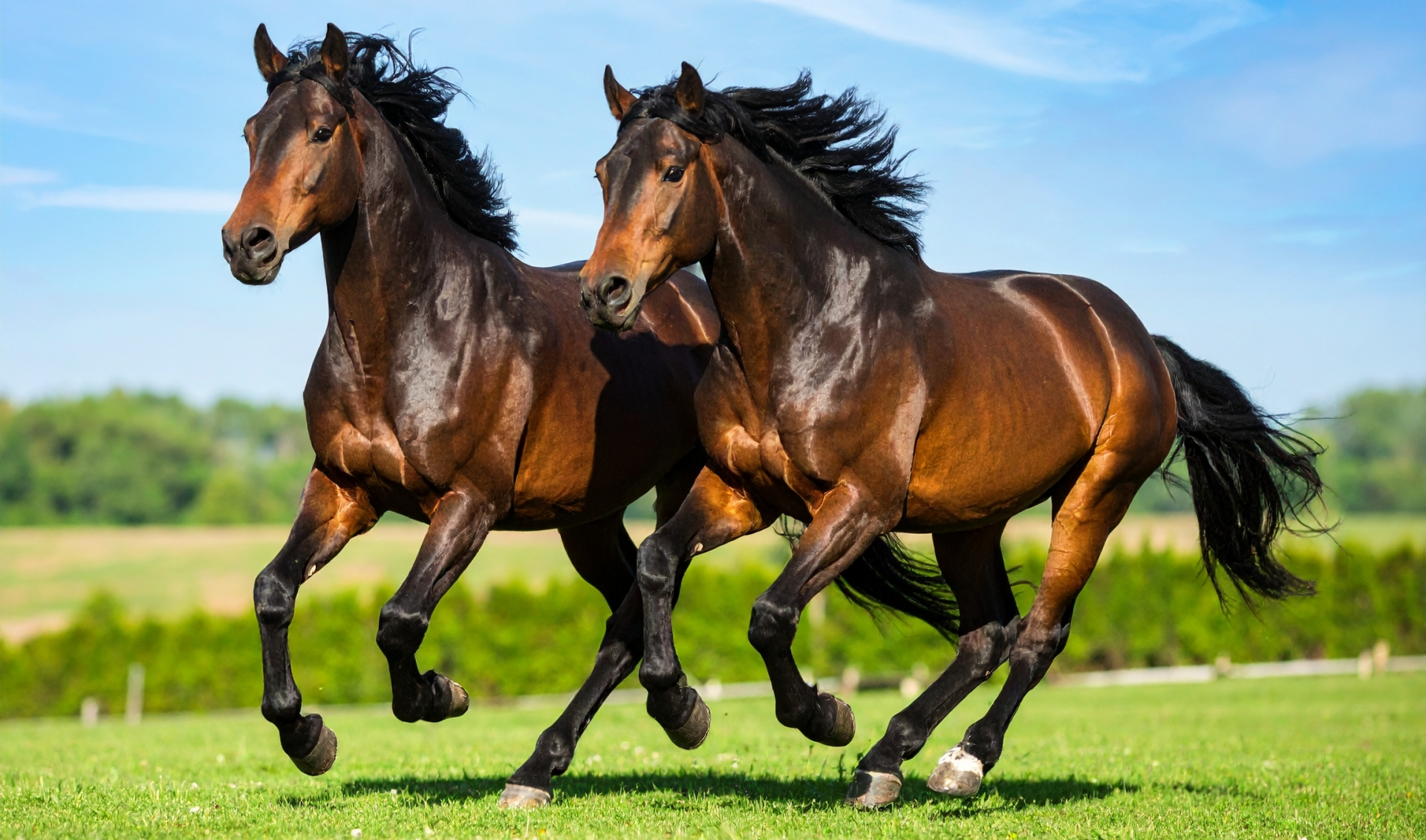 京都午年のパワースポット2026♪勝運＆開運スポット＋馬ゆかりの社寺