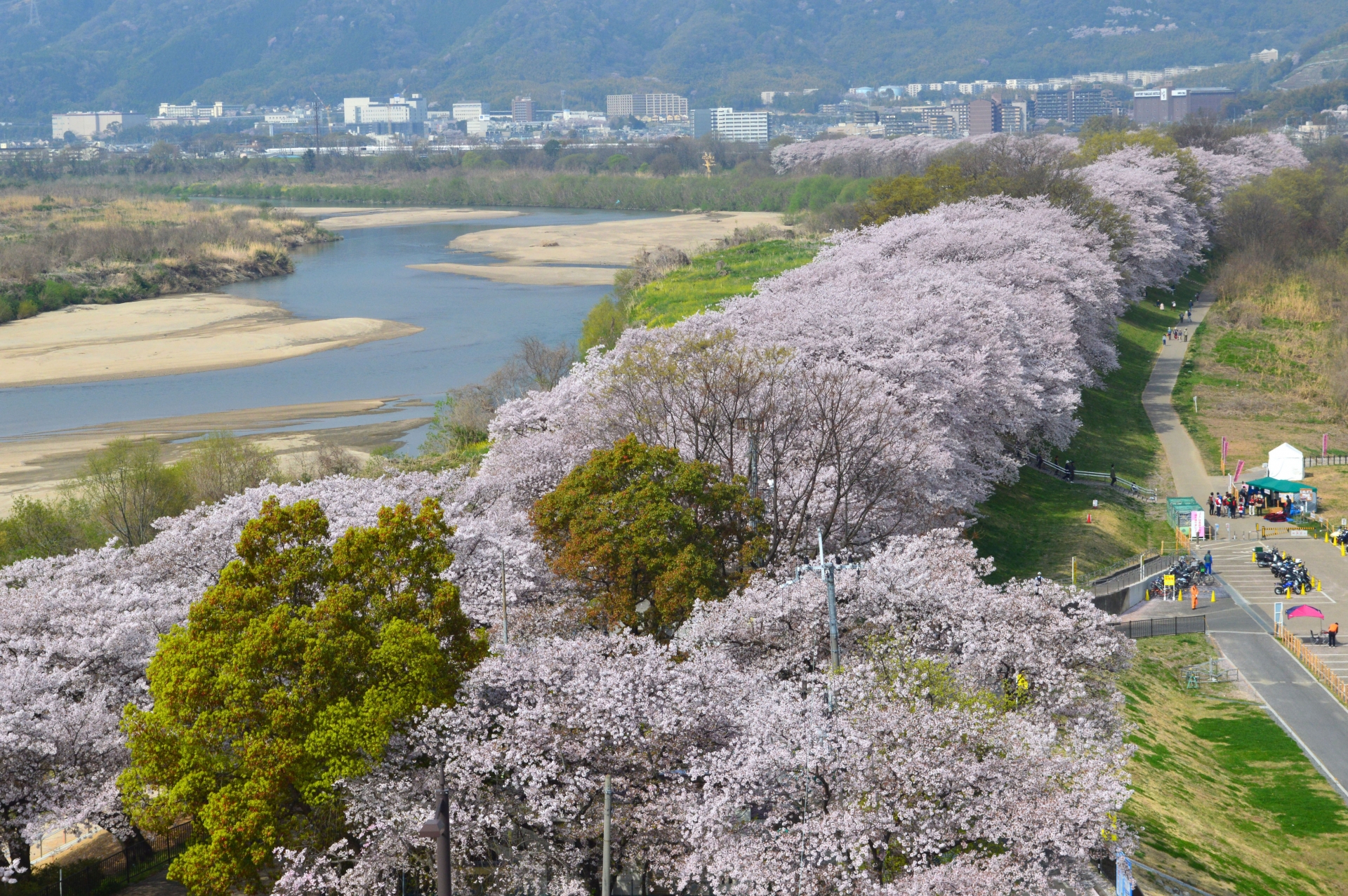 川の京都 桜の名所♪河川敷や堤防を彩る勇壮華麗で壮大な絶景の桜並木