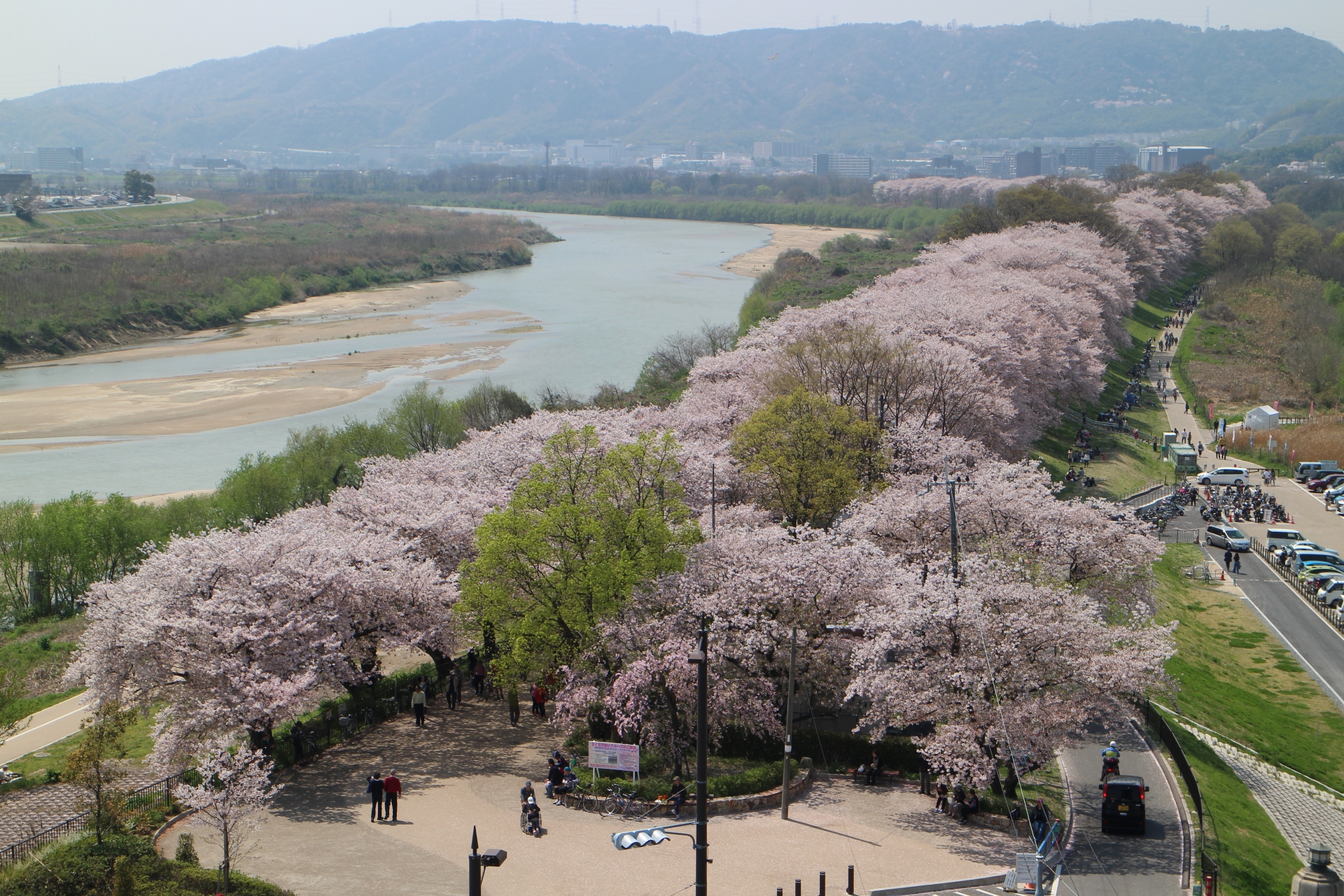 川の京都 桜の名所♪河川敷や堤防を彩る勇壮華麗で壮大な絶景の桜並木
