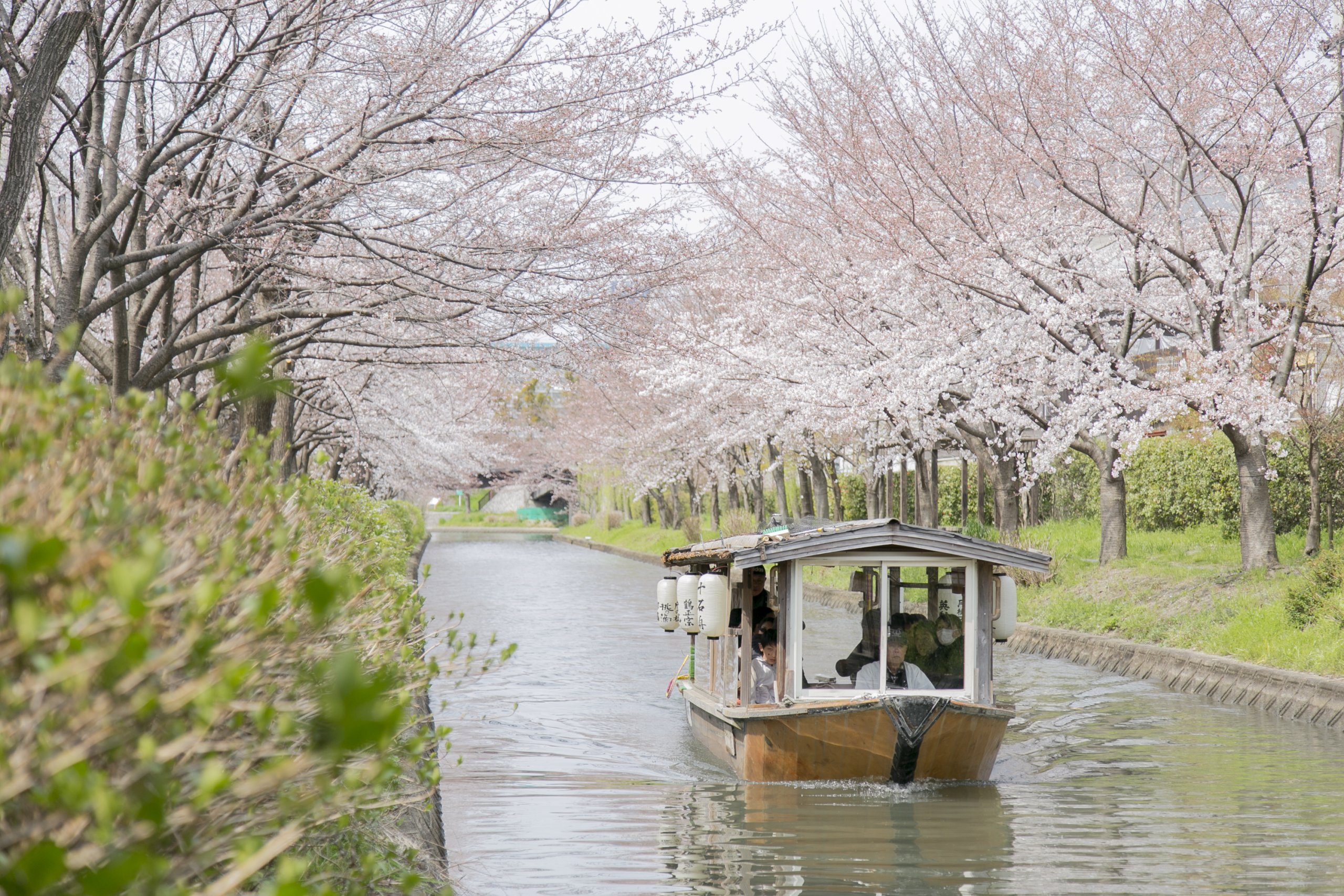 伏見稲荷大社からも近い！伏見桜の名所と日本酒「利き酒」スポット