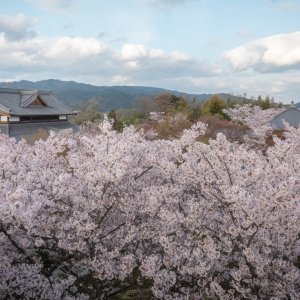 shogunduka-seiryuden-sakura01-1