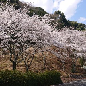 arashiyama-takaoparkway5