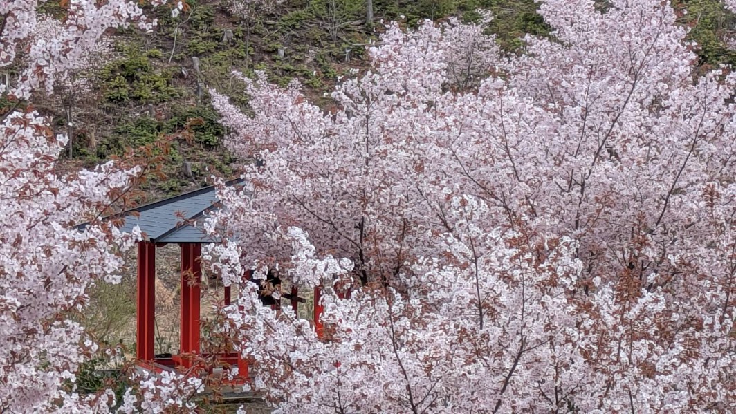 宝泉寺「花宝苑」桜まつり♪限定御朱印や茶店出店(2026年4月4日～19日