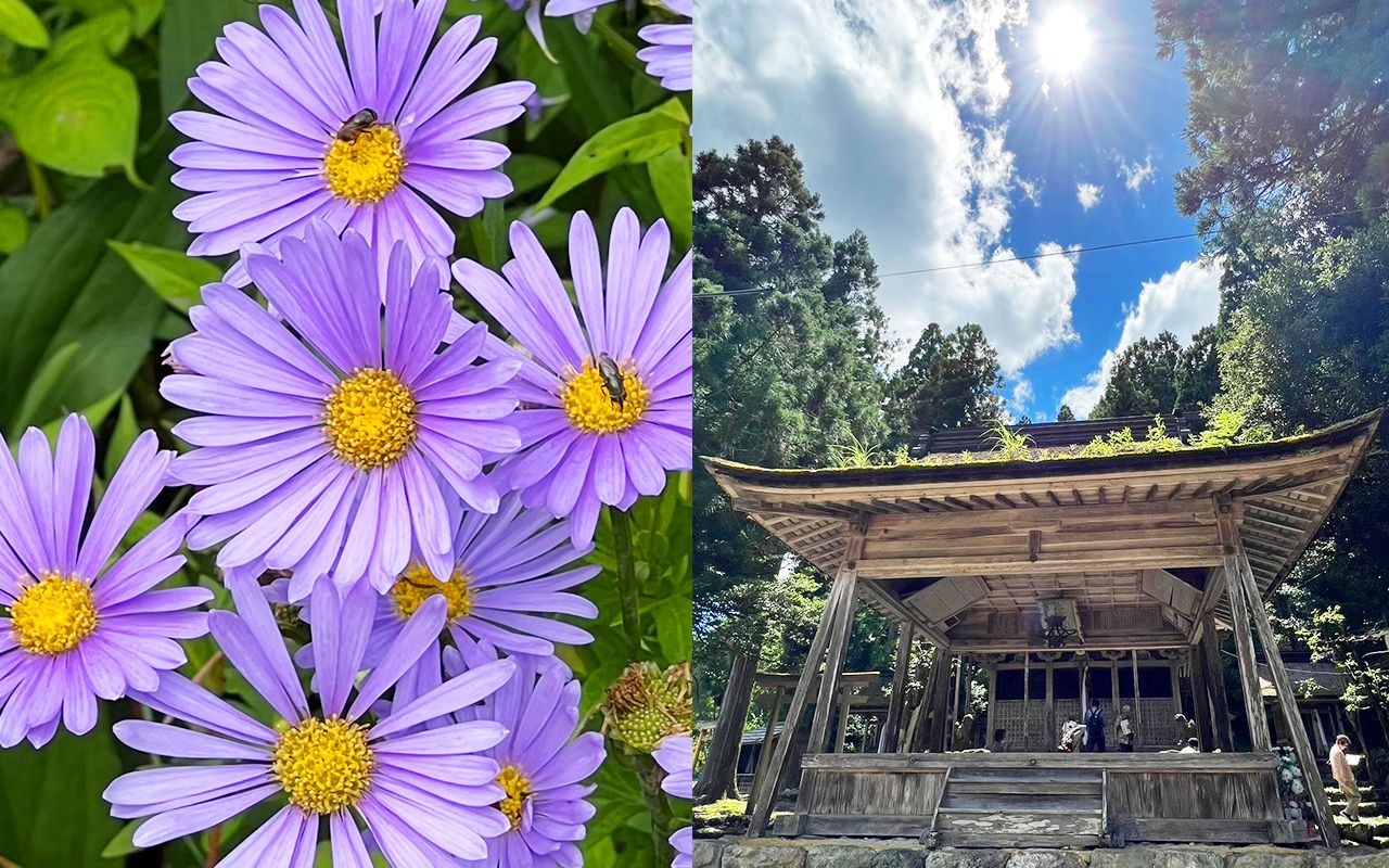 北山友禅菊と志古淵神社