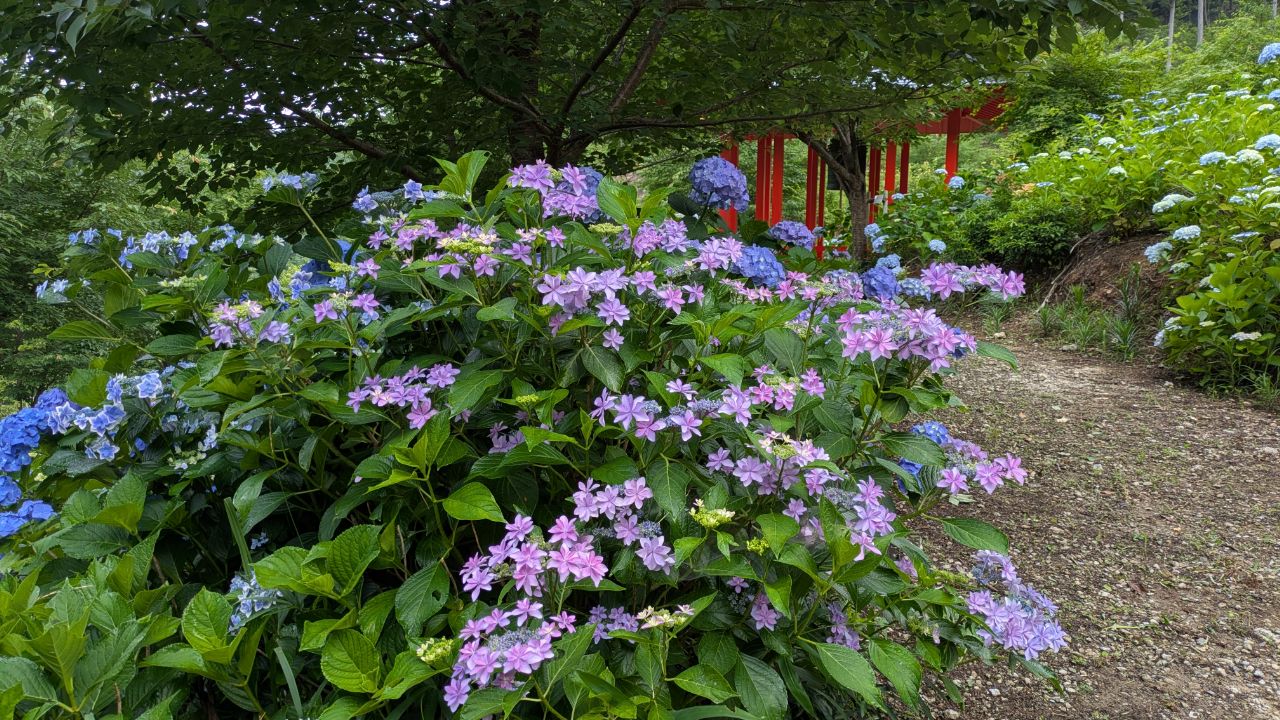 宝泉寺「花宝苑」あじさいまつり(2026年6月20日〜7月12日)