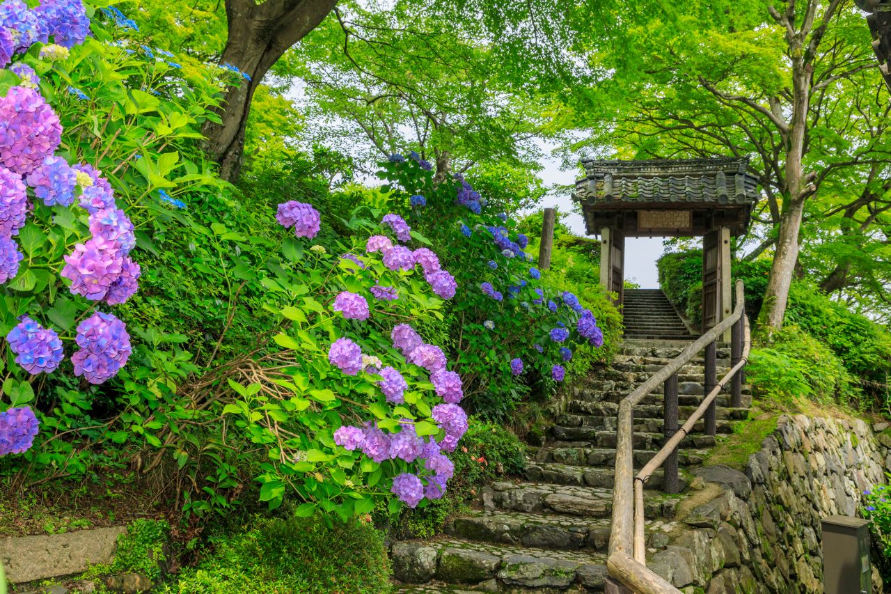 柳谷観音楊谷寺