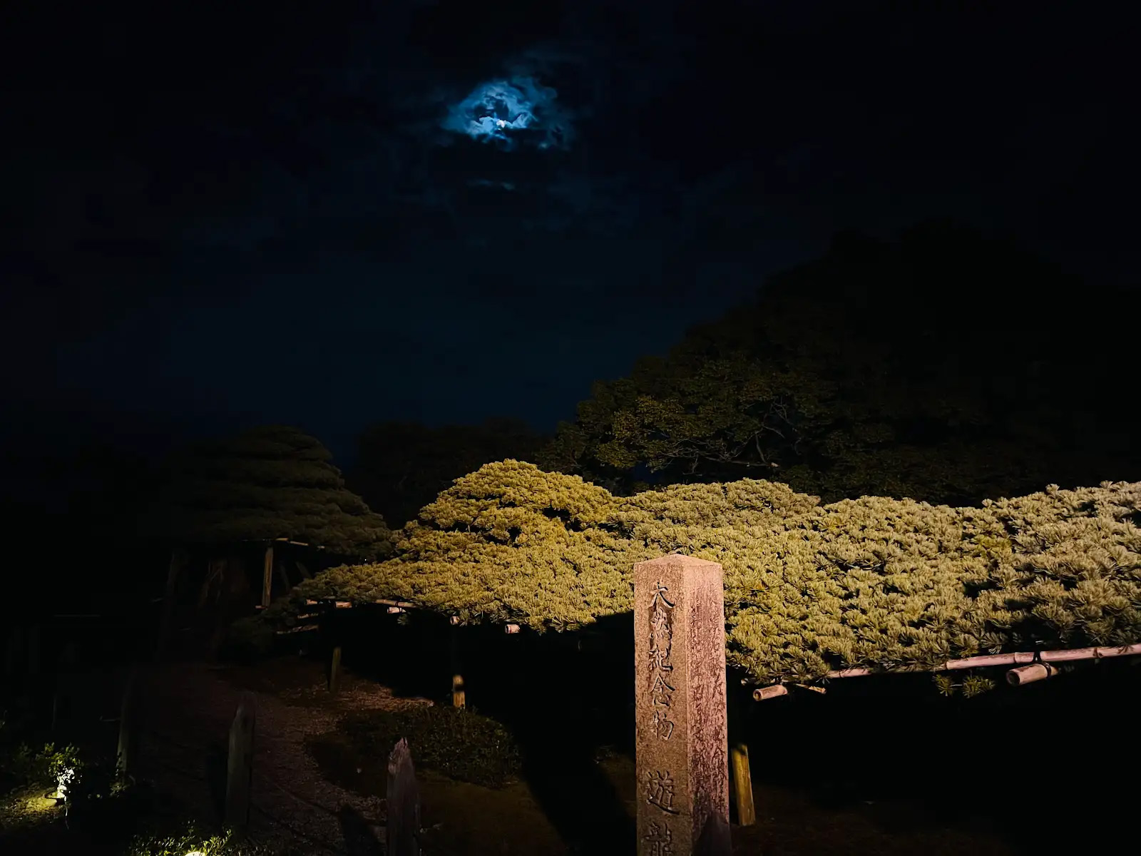 夜の遊龍の松