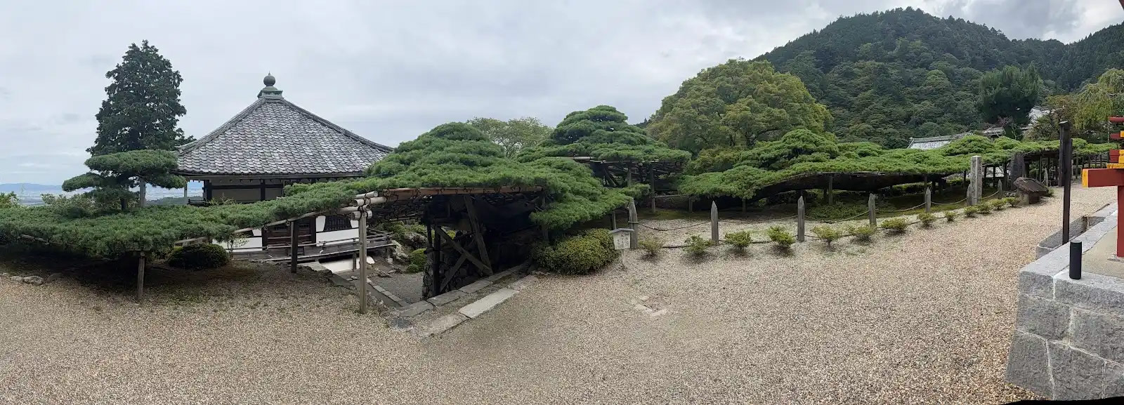 遊龍の松
